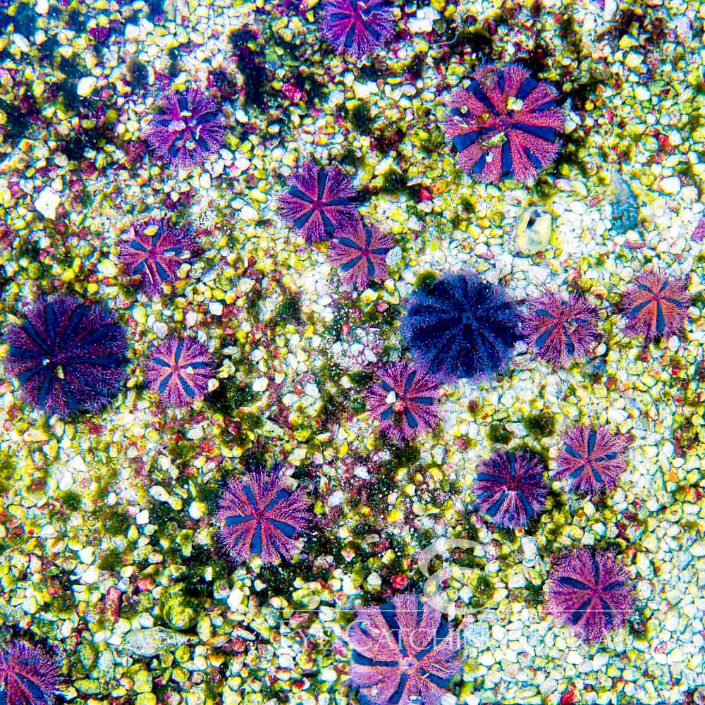 Aquacultured Tuxedo Urchin
