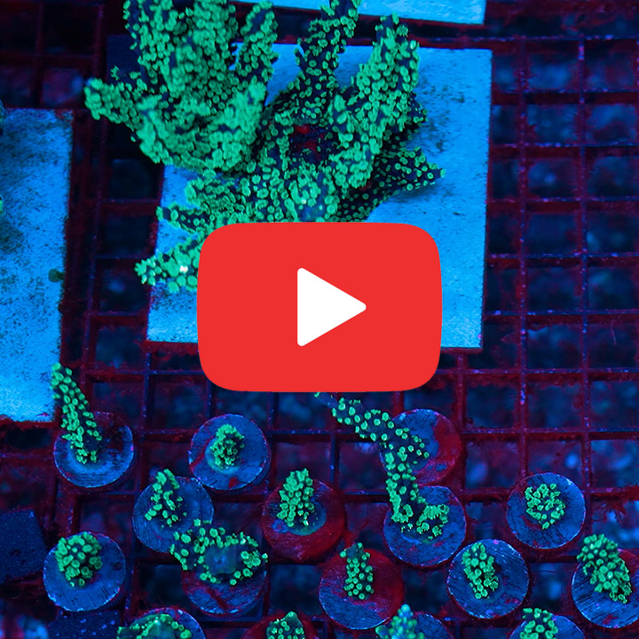 ECC Dark Knight Acropora Frag