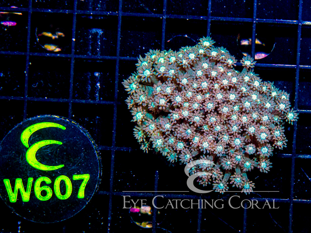 Aussie West Coast Goniopora Red or Pink XS - Disc W607
