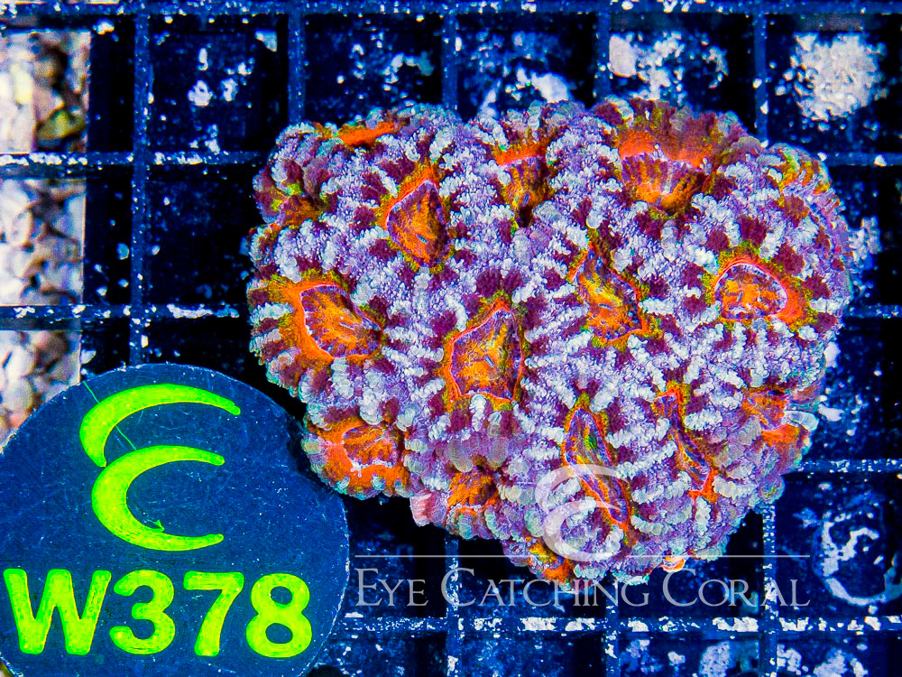 Aussie Acan Lord Rainbow or Super Ultra XS - Disc W378