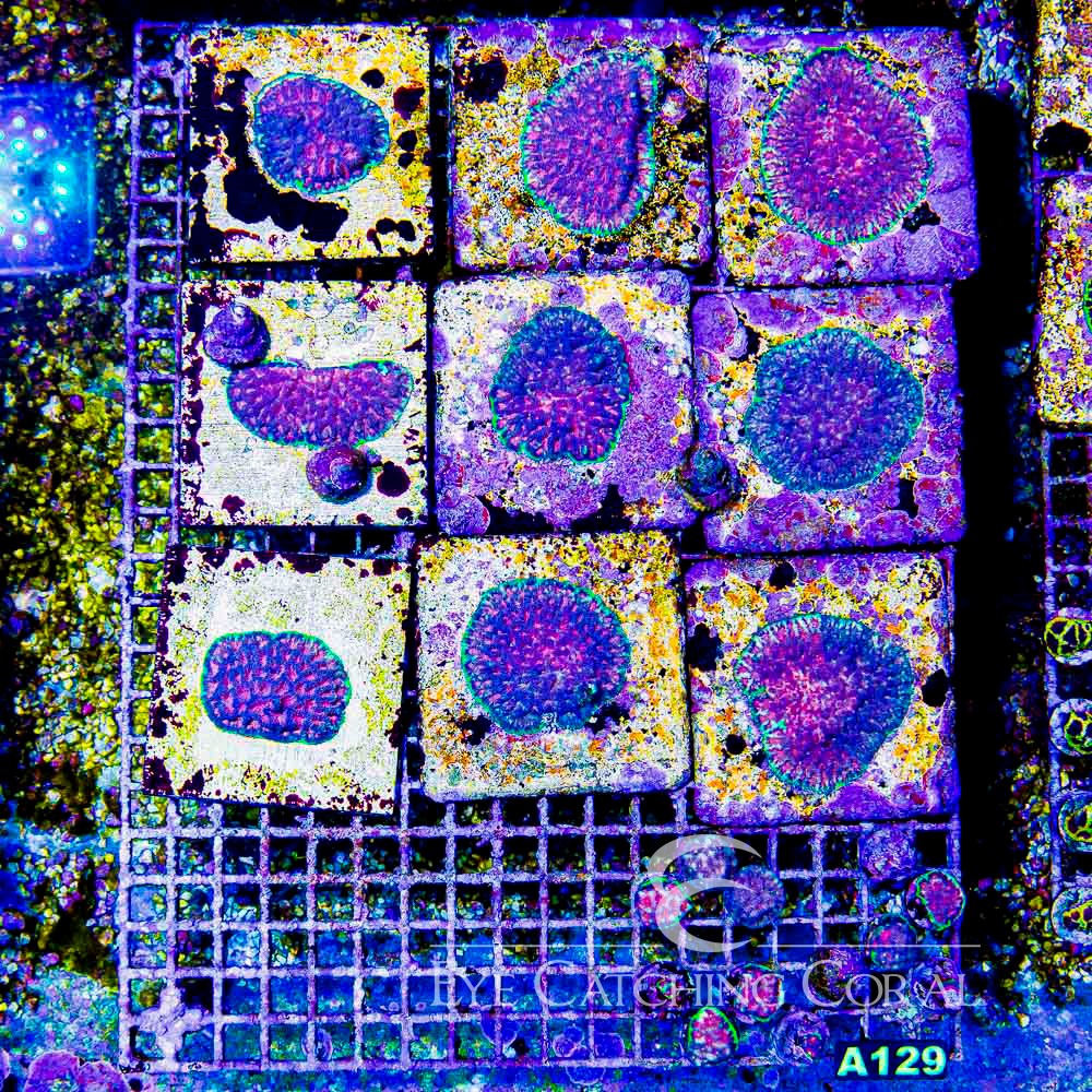 ECC Bejeweled Favites Frag