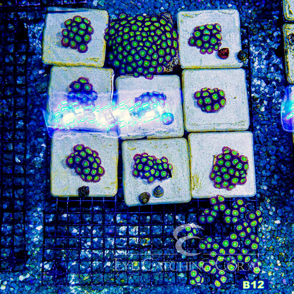 ECC Rainbow Spectrum Zoanthid Frag (2+Polyp Average)