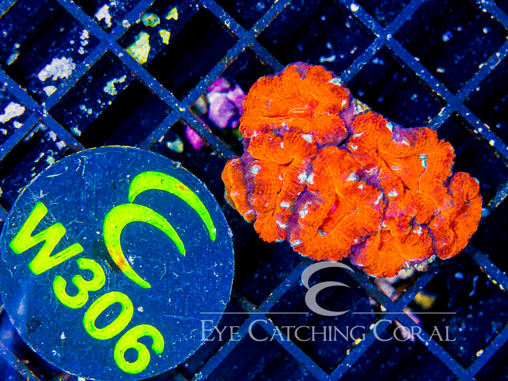 Aussie Acan Lord Ultra XXS - Disc W306