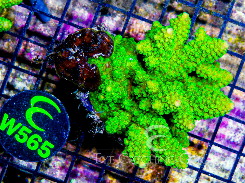 Fiji Acropora Wild M - Disc W565