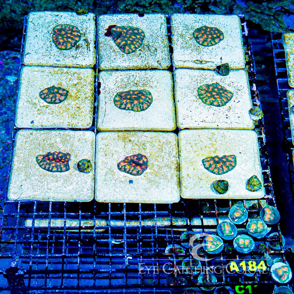 ECC Multidimensional Favites Frag