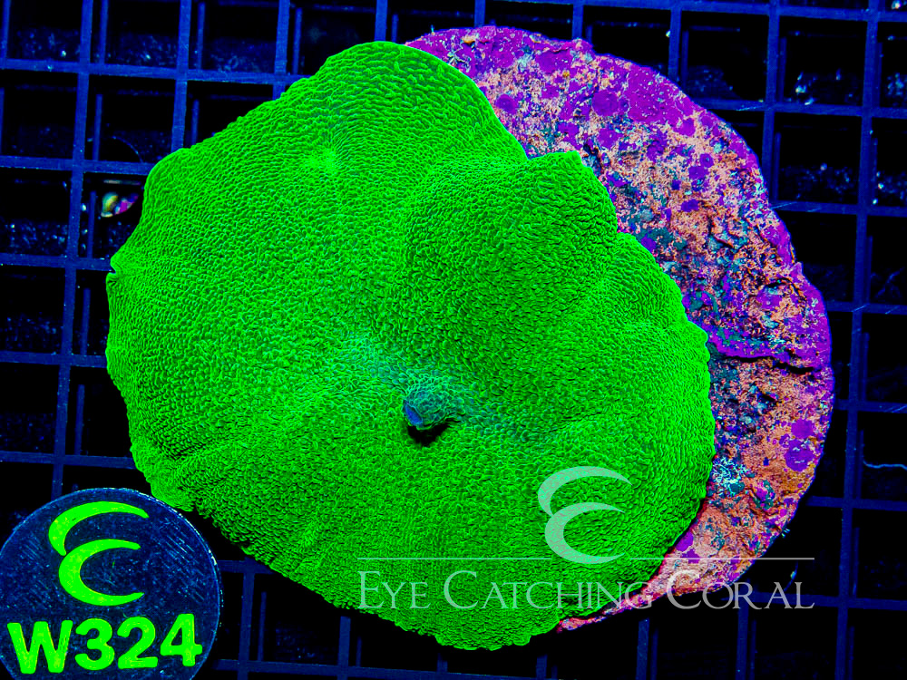 Indo Elephant Ear Mushroom Neon Green Show - Disc W324