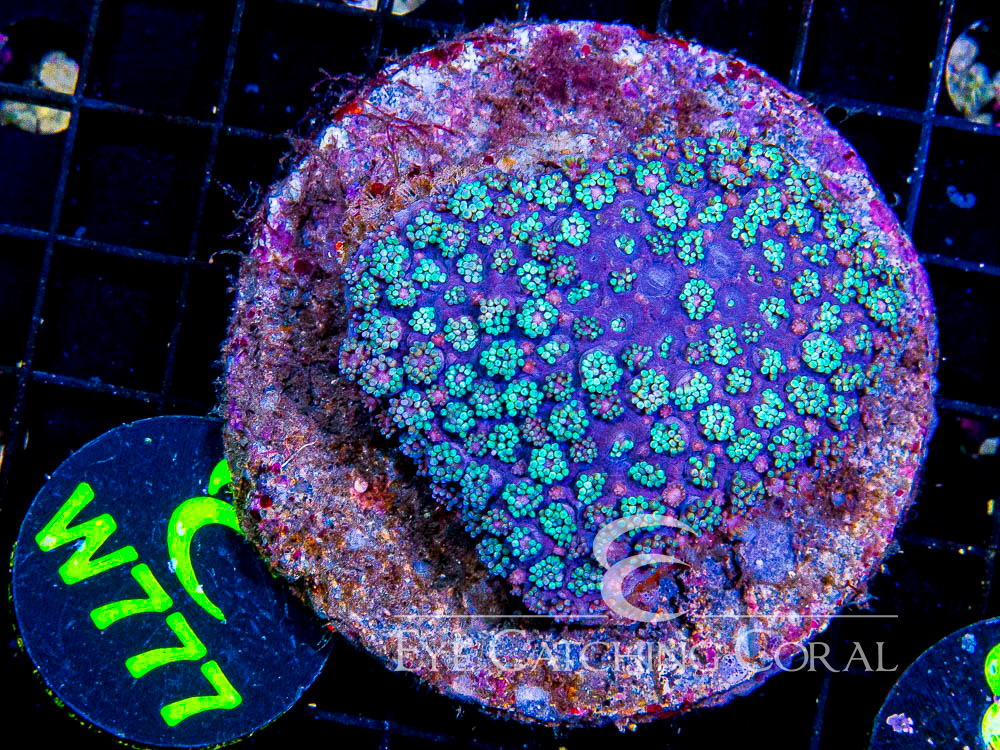 Indo Goniopora L - Disc W777