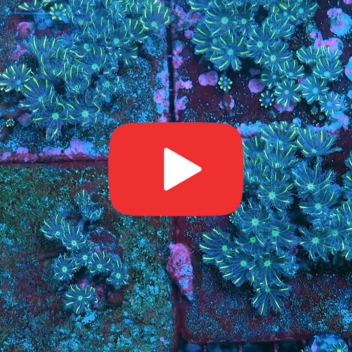 TSA Lemon Laser Clove Polyp Frag