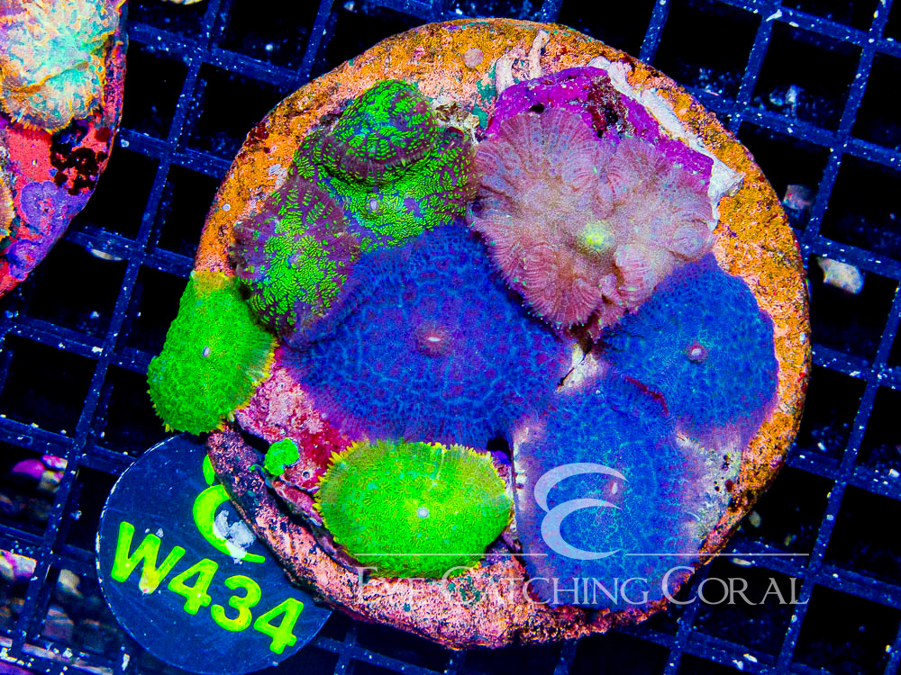 Indo Rhodactis Mushroom XL - Disc W434