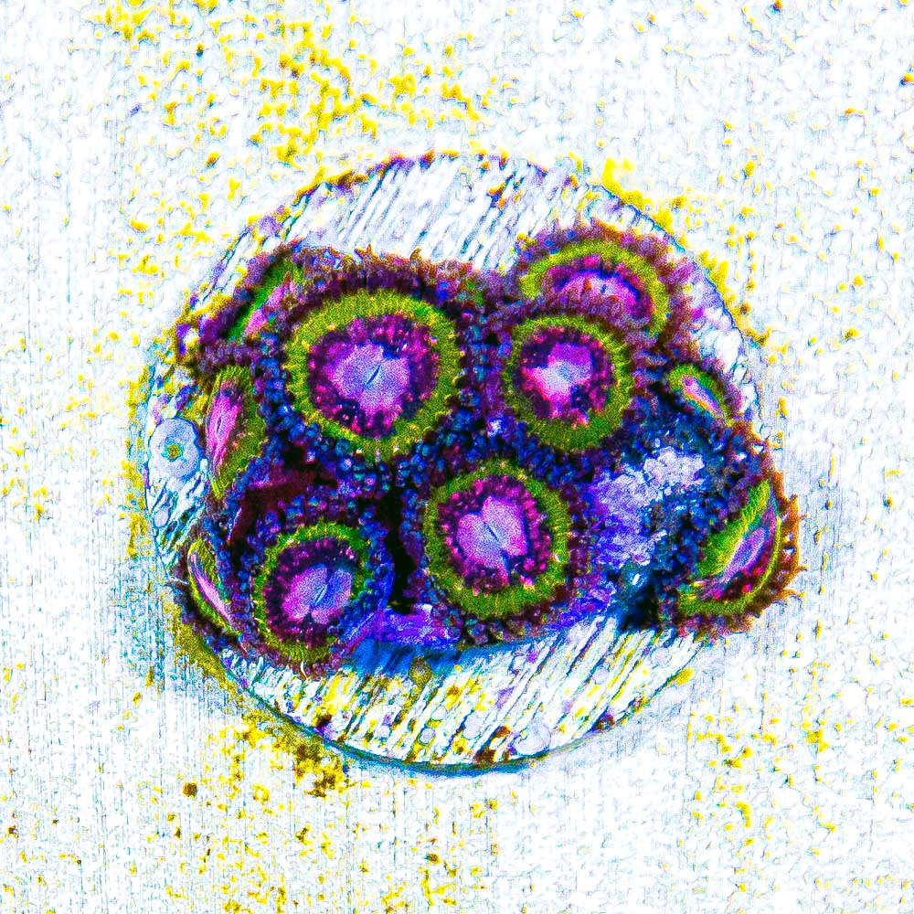 ECC Pink Krak Zoanthid Frag (2+ Polyp Average)