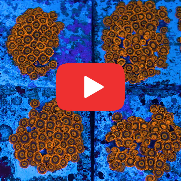 ECC Orange Oxide Zoanthid Frag (4+ Polyp Average)
