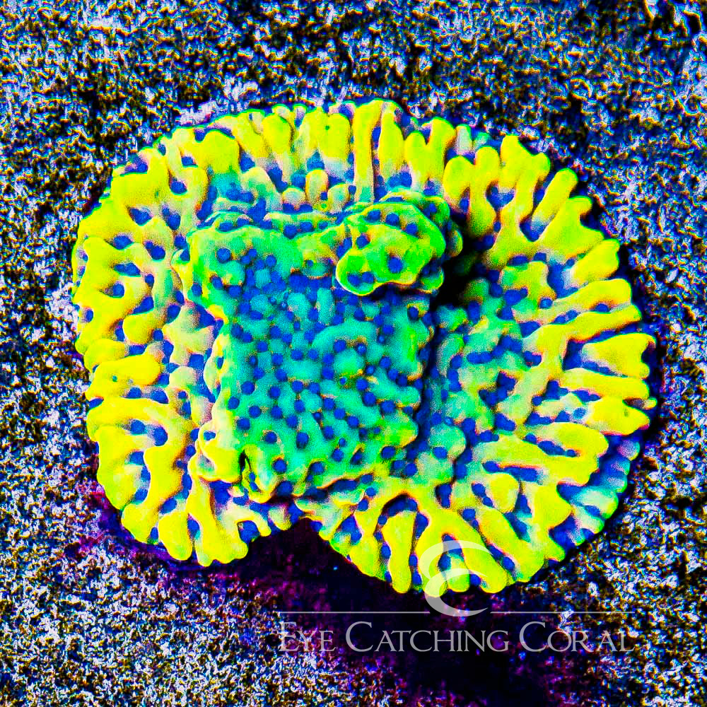 ECC Radiant Flame Montipora Frag