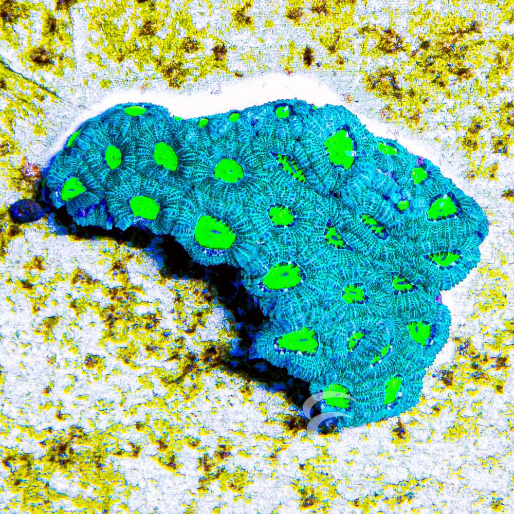 ECC Glowing Grove Micromussa Frag