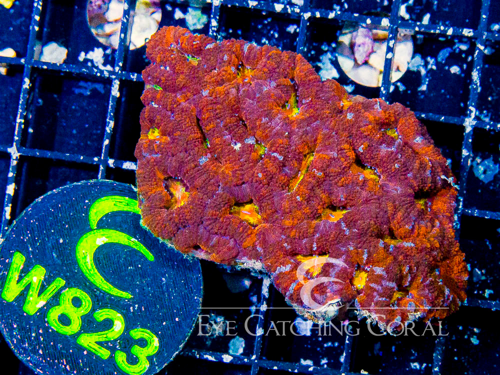 Aussie Acan Lord Rainbow or Super Ultra S - Disc W823