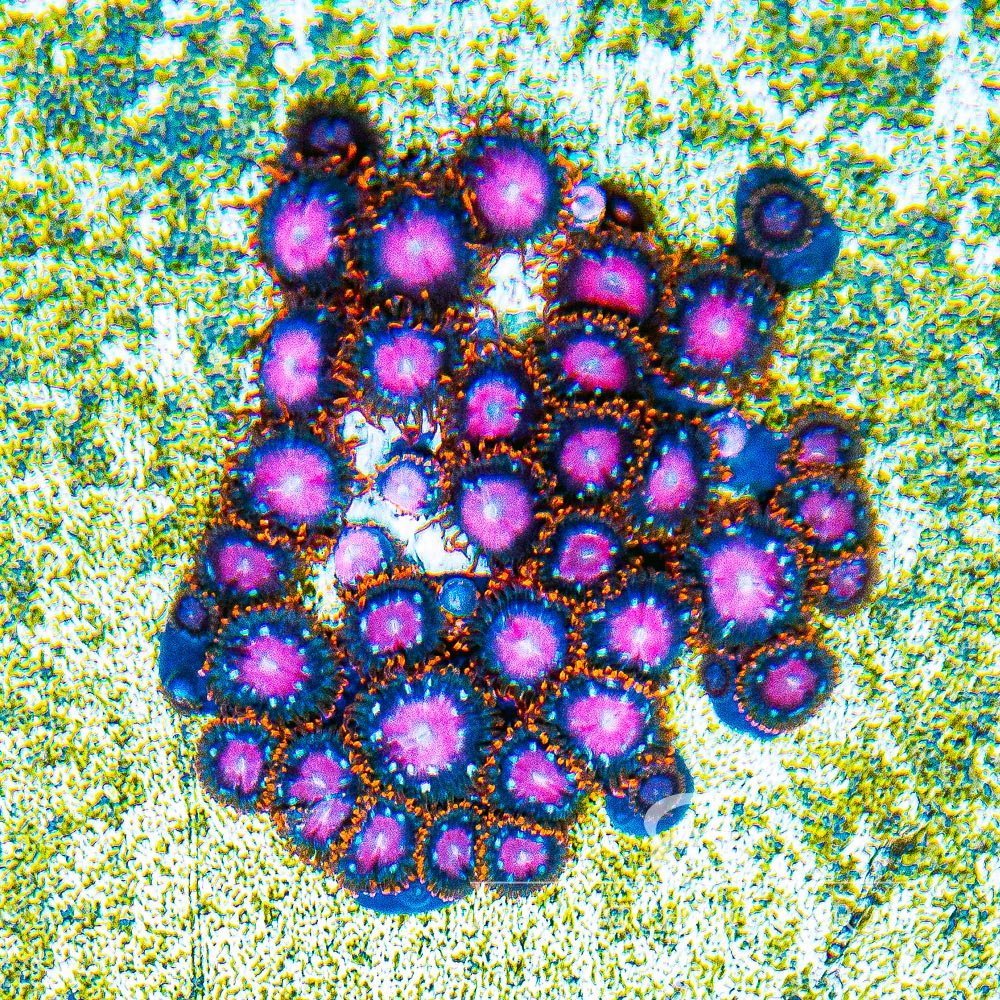 ECC Sunburst Zoanthid Frag (4+ Polyp Average)