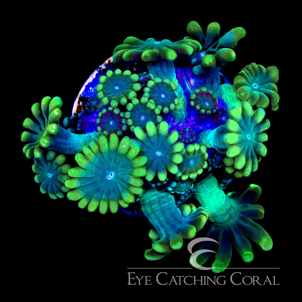 ECC Sun Kissed Alveopora Frag