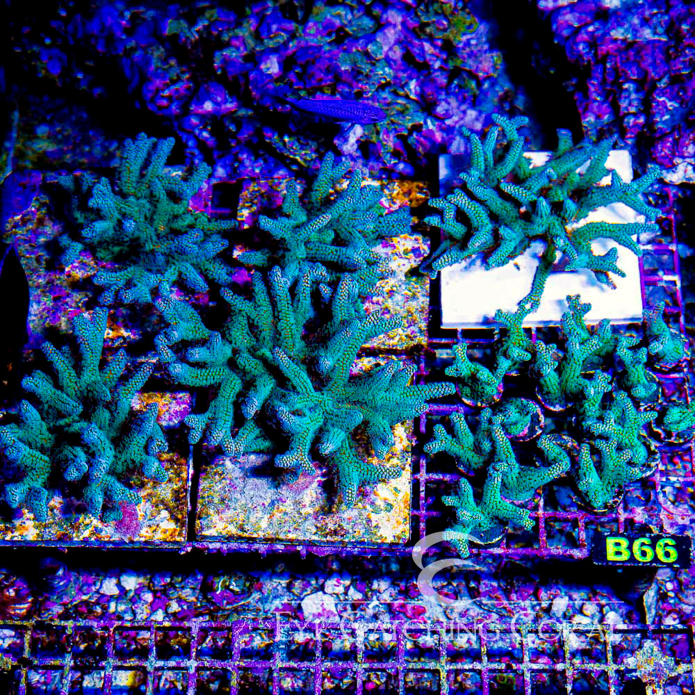 ECC Light Wave Birdnest Frag