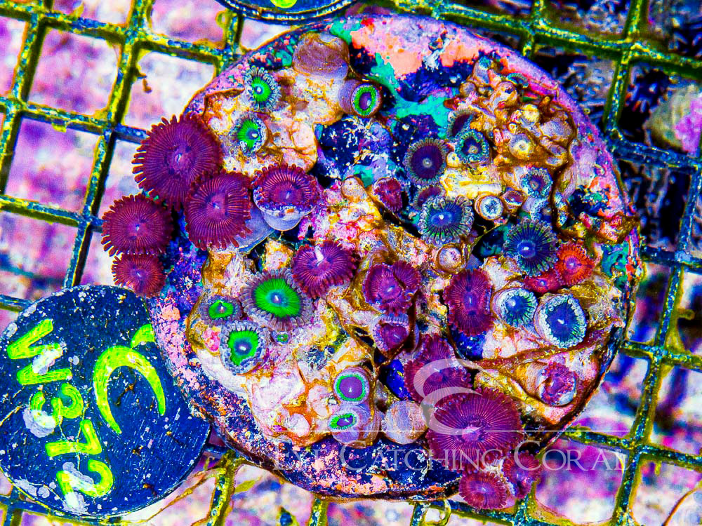 Indo Zoanthid L - Disc W372