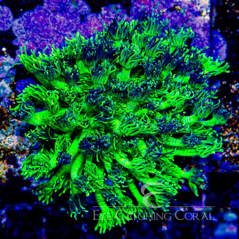 ECC Cosmic Swirl Goniopora Frag