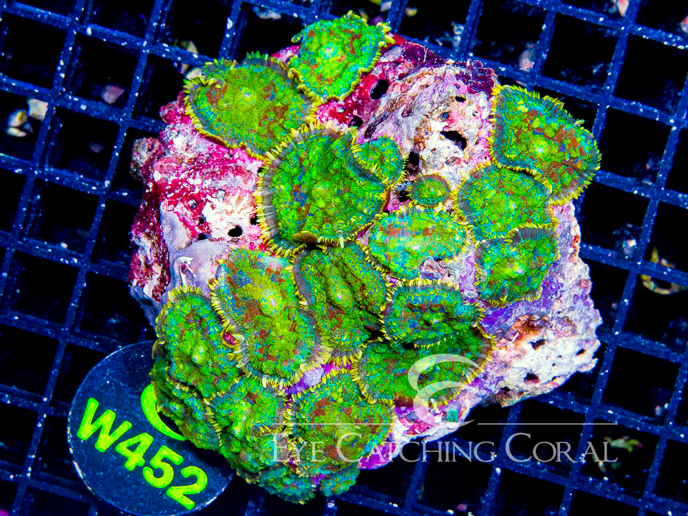 Indo Rhodactis Mushroom XL - Disc W452