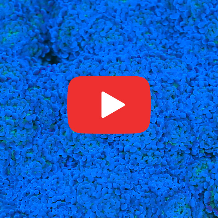 ECC Blue Gusher Hammer Frag