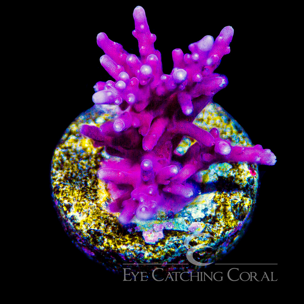 ECC Red Dragon Acropora Frag
