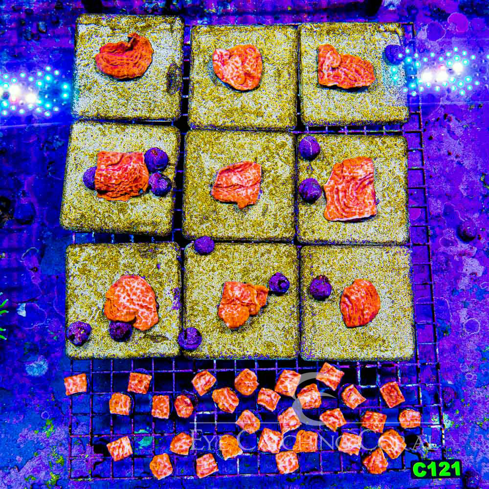 ECC Orange Crush Leptoseris Frag