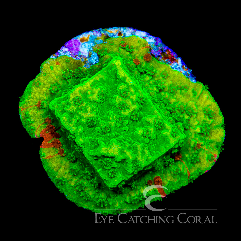ECC Nuclear Green Montipora Frag (All or mostly green color)