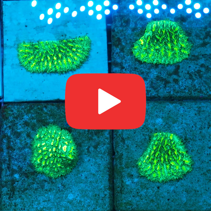 ECC Outworld Hydnophora Frag