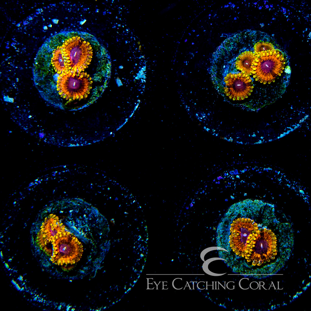 ECC Burning Ember Zoanthid Frag (2+ Polyp Average)