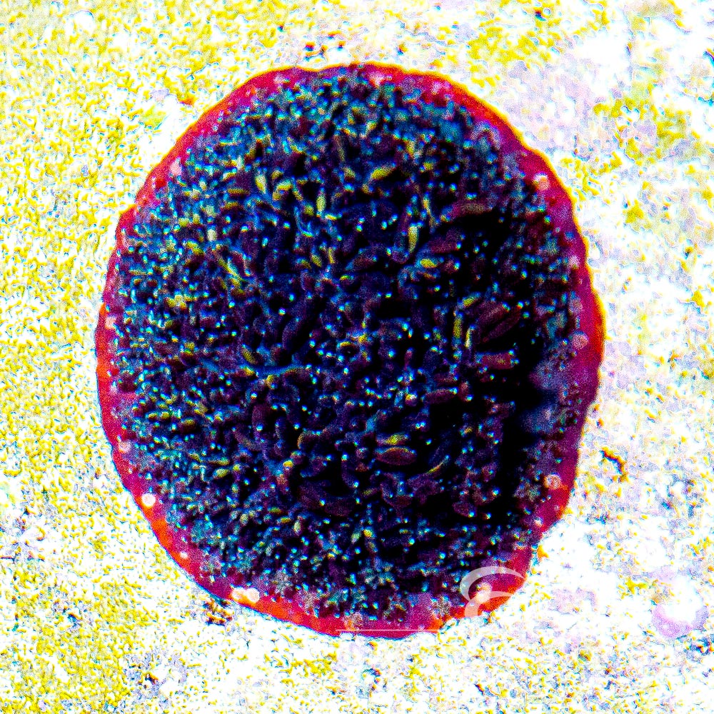 ECC Orange Passion Galaxea Frag