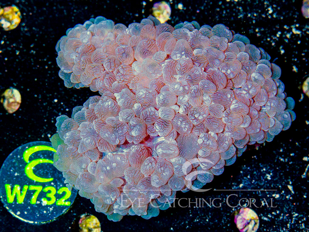 Aussie Bubble Coral Basic Pearl  XL - Disc W732