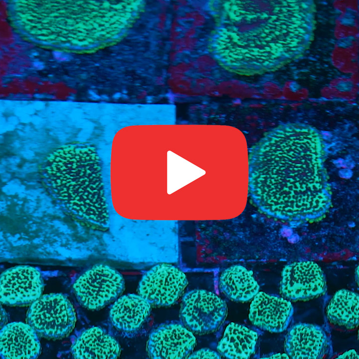 ECC Flower Power Montipora Frag