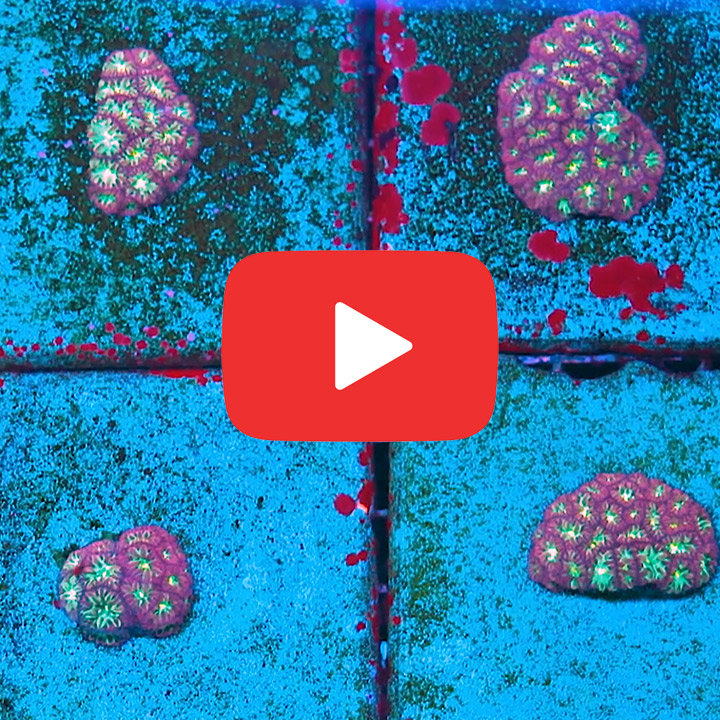 ECC Rose Water Blastomussa Merletti Frag