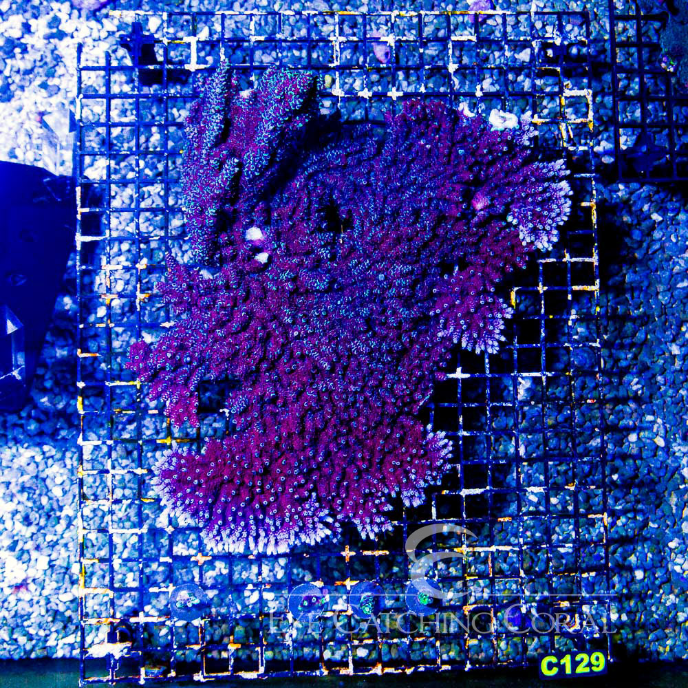 ECC Black Cherry Acropora Frag