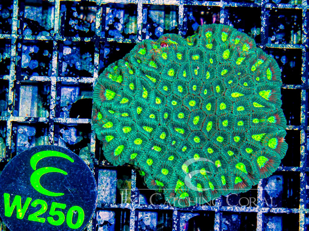Aussie Micro Favia S - Disc W250