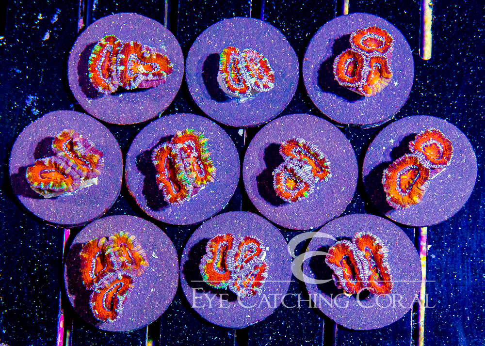 ECC Supernova Acan Lord Frag