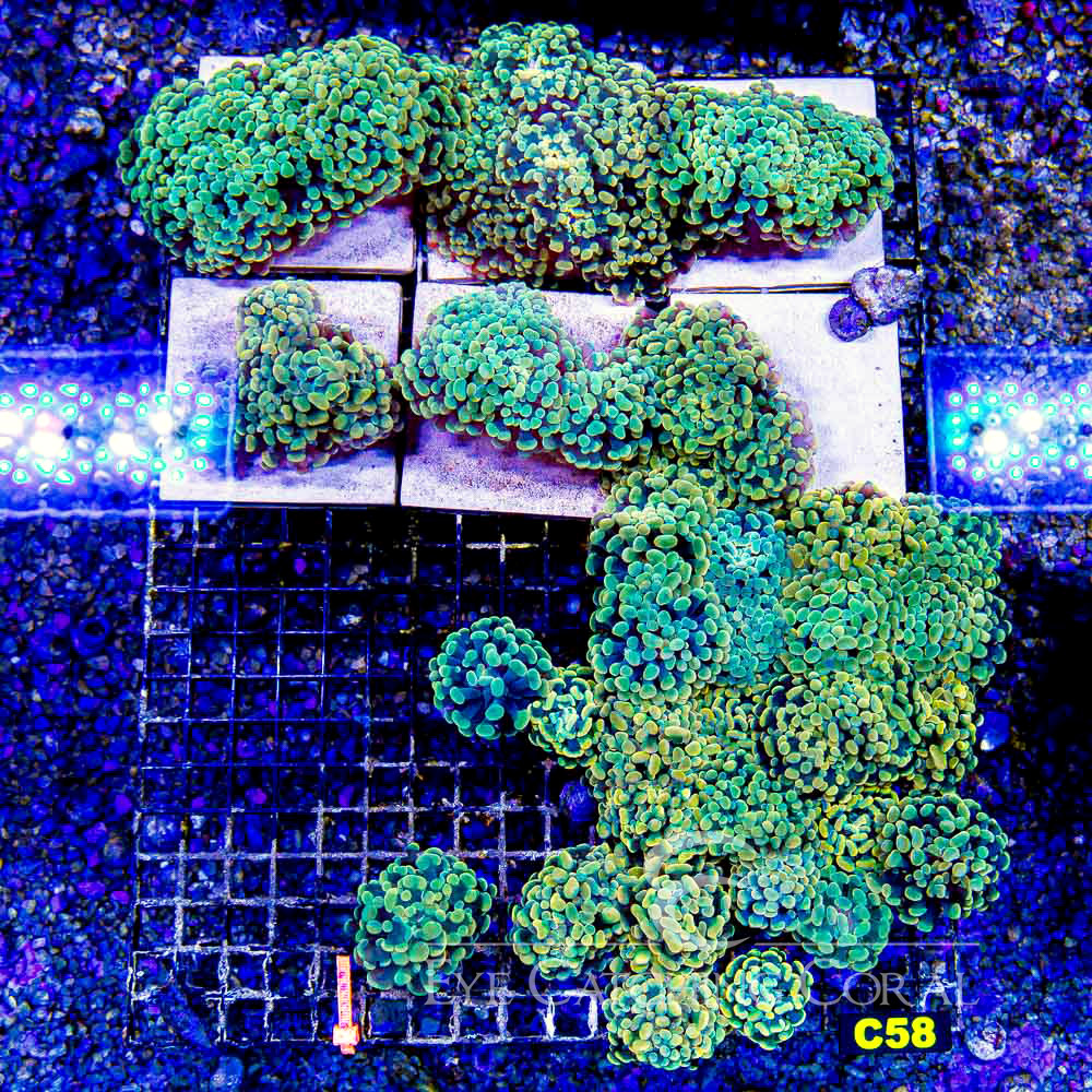 ECC Dandelion Hammer Frag