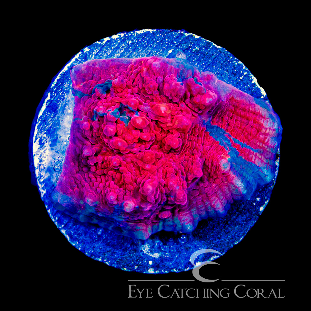ECC Red Sun Chalice Frag