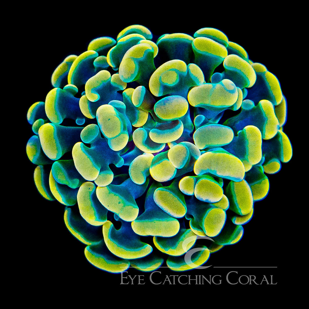 ECC Dandelion Hammer Frag