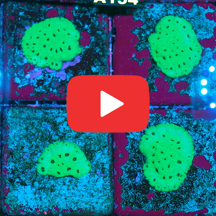 Purple Passion Favia Frag