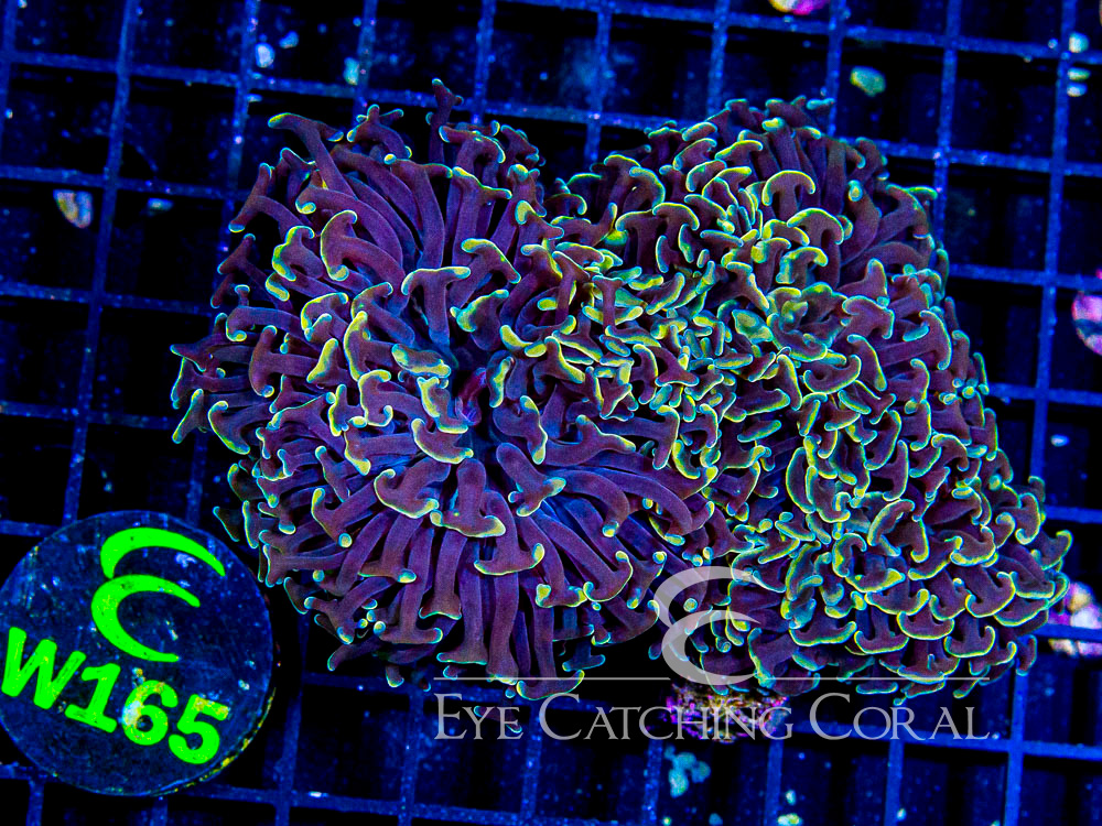 Aussie Hammer Orange Tip L - Disc W165