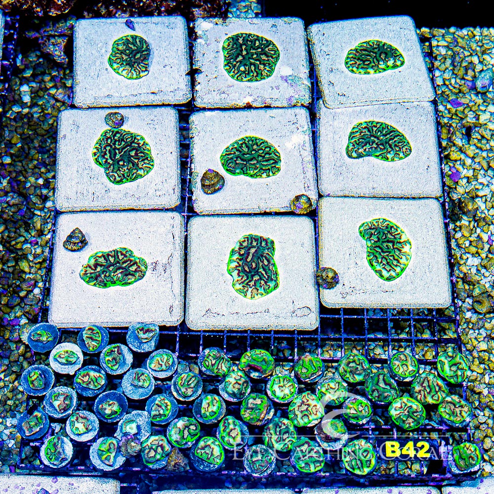 ECC Next Life Platygyra Frag 