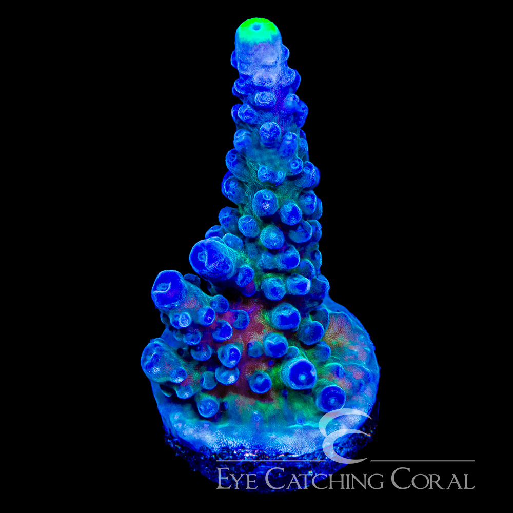 ECC Yellow Tip Acropora Frag