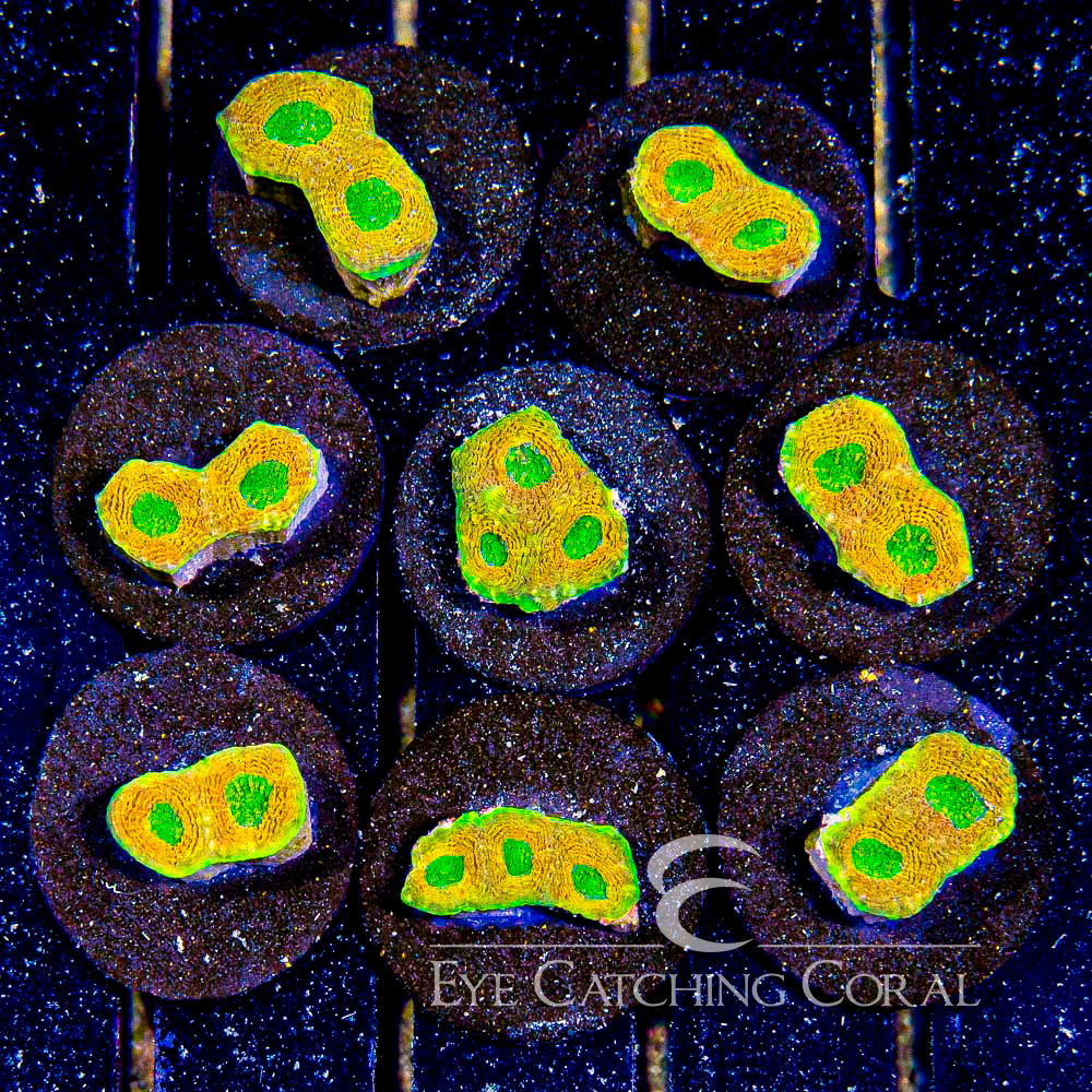 ECC Sun Eater Acan Echinata Frag