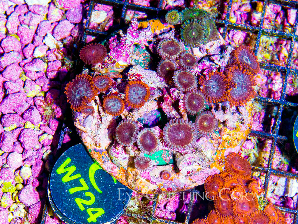 Indo Zoanthid L - Disc W724