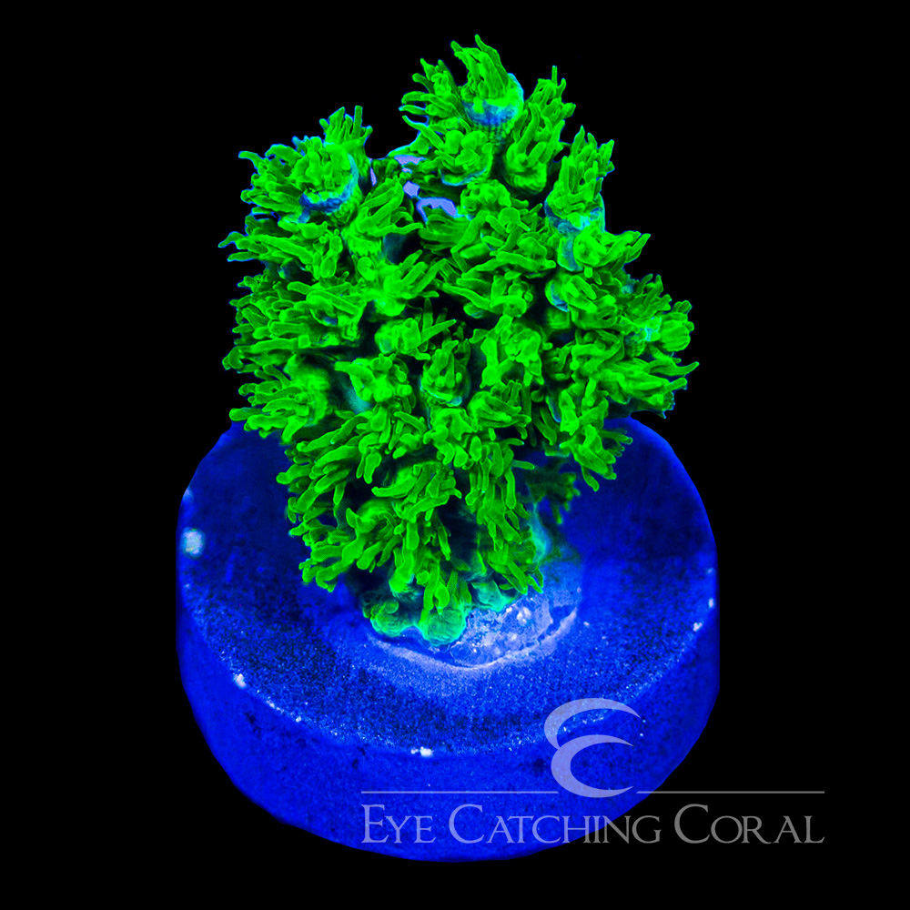 ECC The Fuzz Acropora Frag