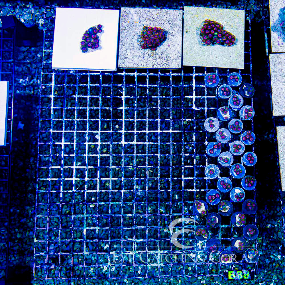 ECC Eagle Eye Zoanthid Frag (4+ Polyp Average)