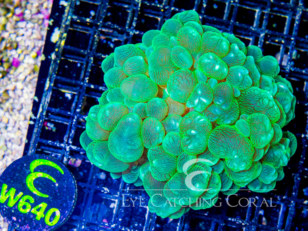 Aussie Bubble Coral Green Pearl  L - Disc W640