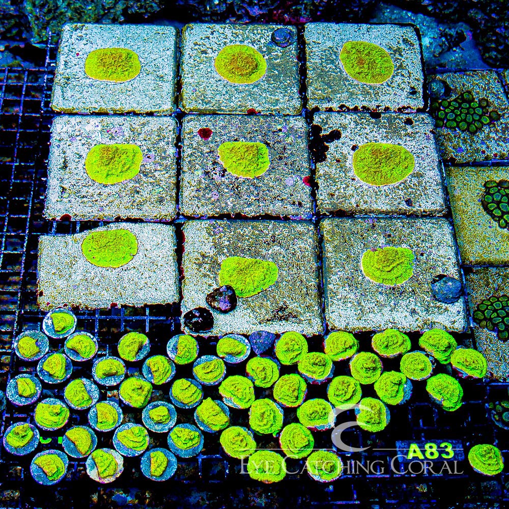 ECC Shattered Light Leptoseris Frag